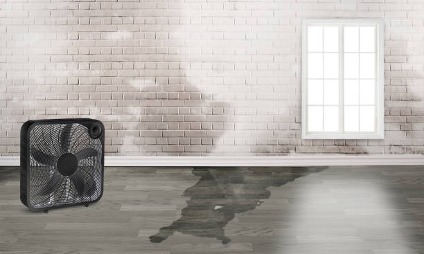 Best Ceiling water damage repair  in Indialantic, FL